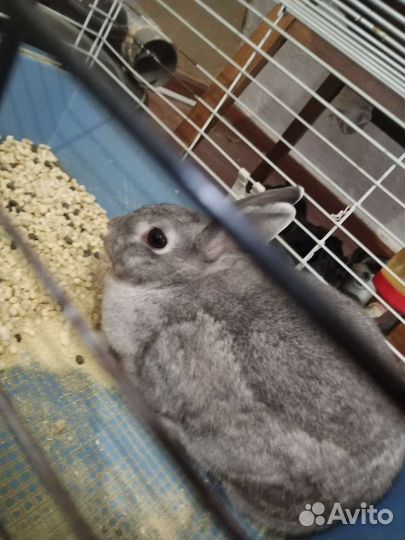 Декоративные кролики