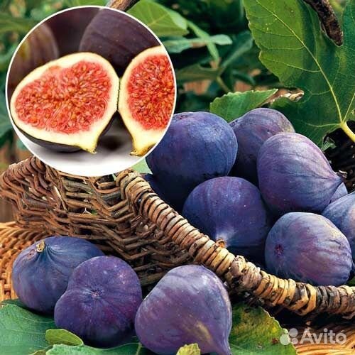 Саженцы кизил, хурма, гранат, инжир