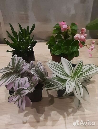 Бегония, традесканция, суккулент