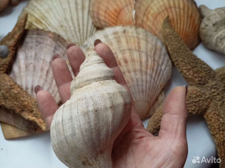 Морские ракушки раковины большие звезды