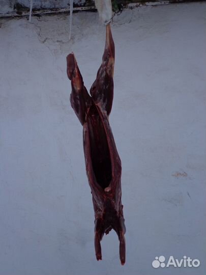 Мясо (тушка) зайца-русака дичь