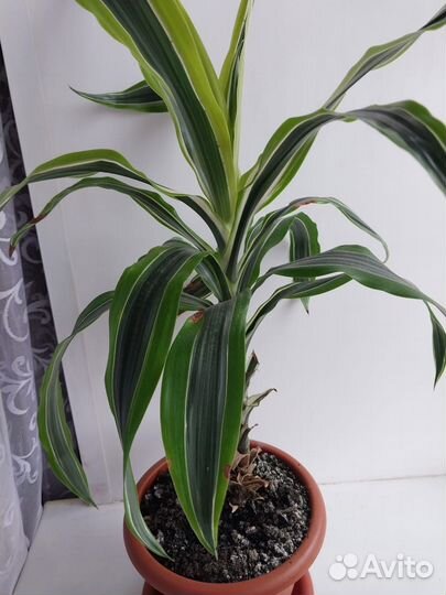 Комнатные цветы