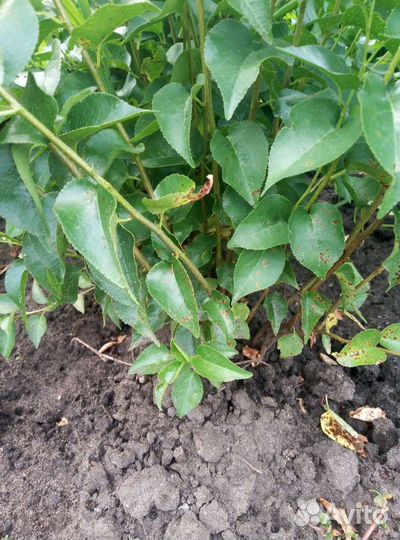 Подвой Антипка (Маголепка)