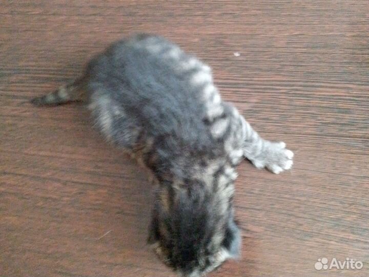 Котята