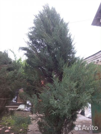 Можжевельник