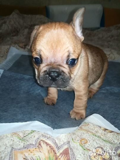 Французский бульдог щенки девочки