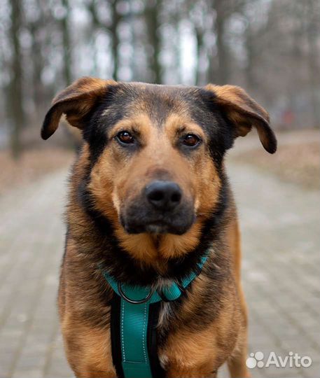 Бредли. Собака в дар