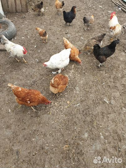 Куры молодки