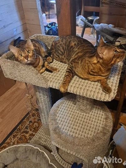 Бенгальская