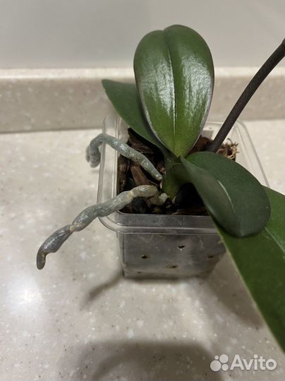 Фаленопсис Summer Breath