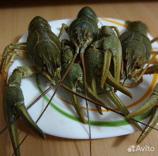 Живые Раки в Сочи (розница, опт, меркурий)