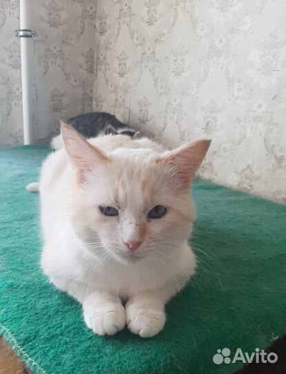 Молодой кот