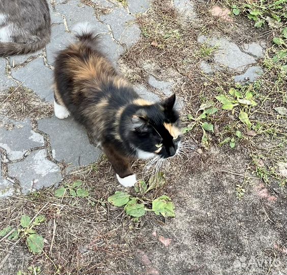 Трехцветная кошечка