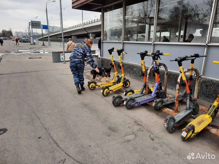 Дрессировка собак