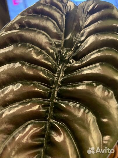 Алоказия Ред Секрет