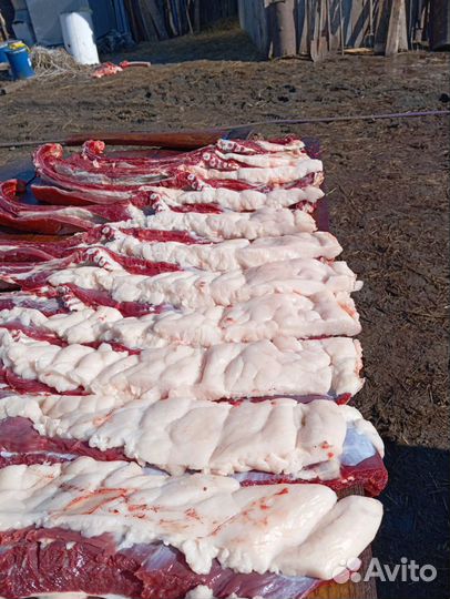 Откорм Лошадей