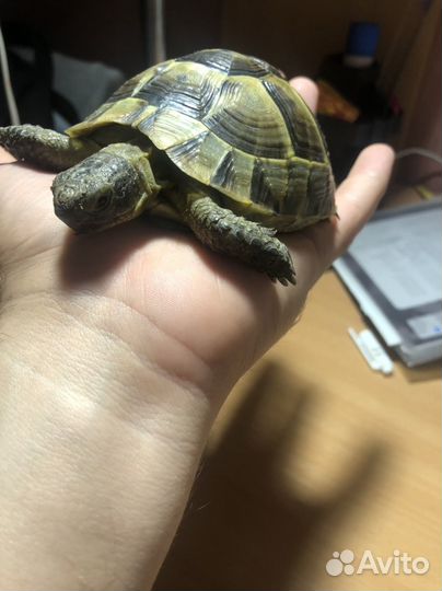 Черепаха сухопутная
