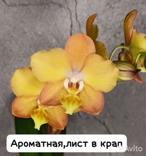 Фаленопсис бабочка