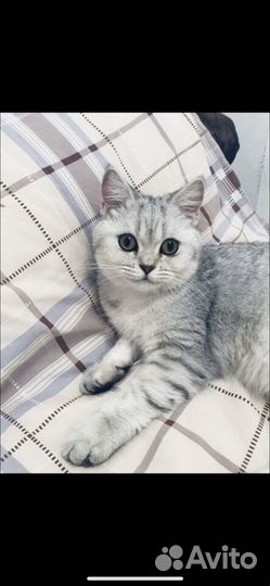 Британская кошка в дар