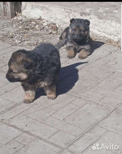 Щенки немецкой овчарки