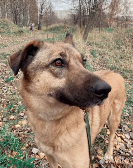 Собака в добрые руки, Кози