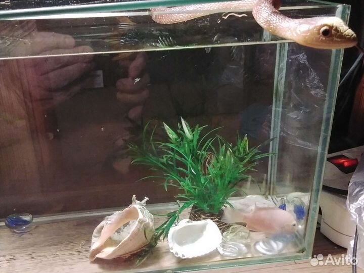 Аквариум с рыбкой