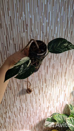 Эпипремнум пиннатум вайт