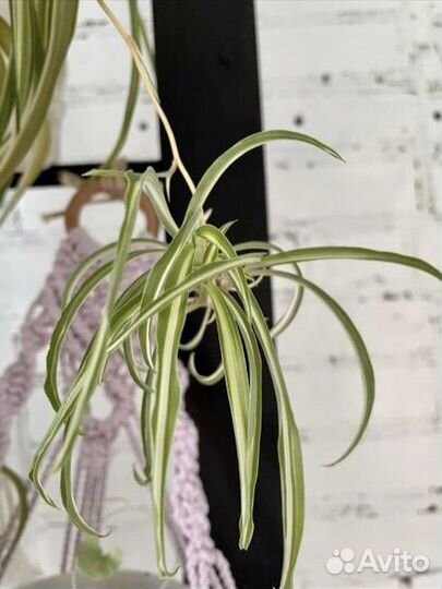 Хлорофитум бонни