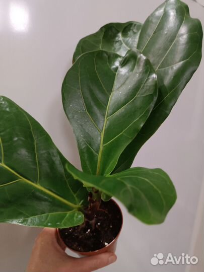 Фикус Лирата Колумнарис