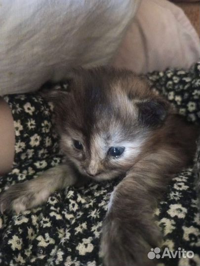 Котята в добрые руки даром