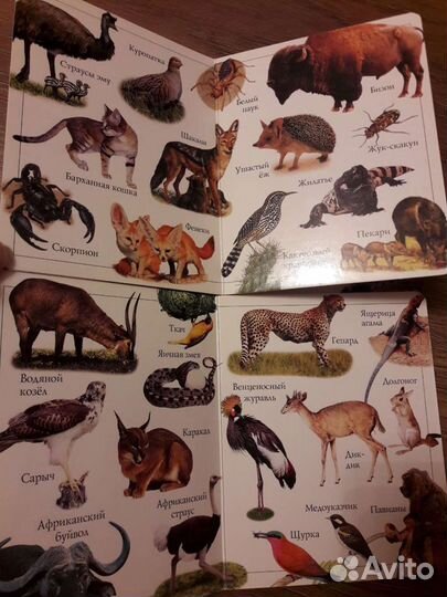 Картонные книги о животных (цена за 2 шт.)