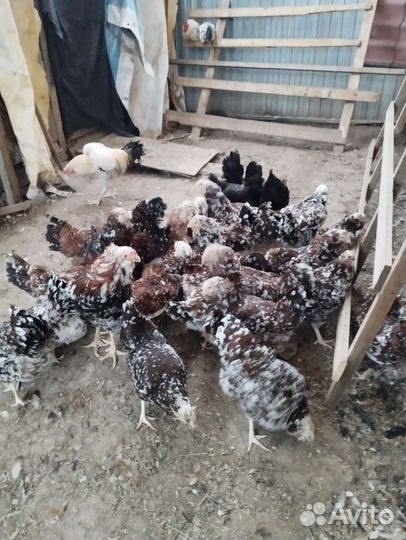 Породистые Куры и Петухи