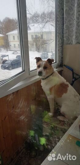 Стань для Бимки Дедом Морозом