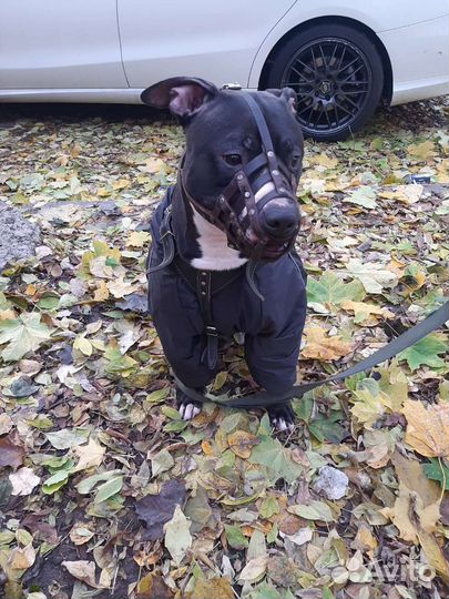 Кобель питбуль вязка бесплатно