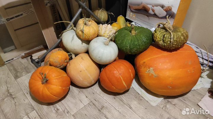 Семена тыквы