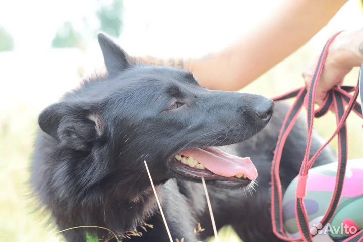 Метис овчарки в добрые руки