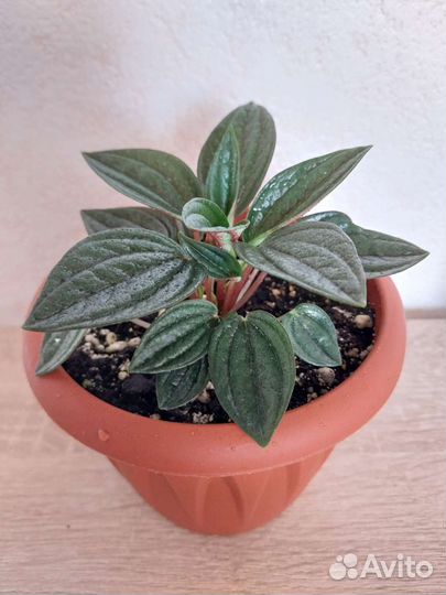 Пеперомии сортовые, Бегония Блэк Мамба и другие