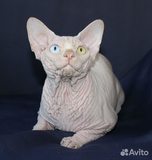 Мальчик шоколадный бамбино