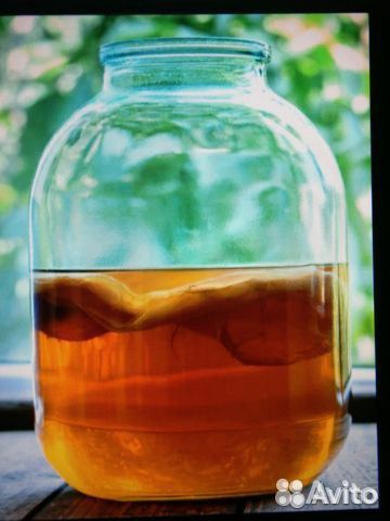 Чайный гриб -напиток здоровья и долголетия