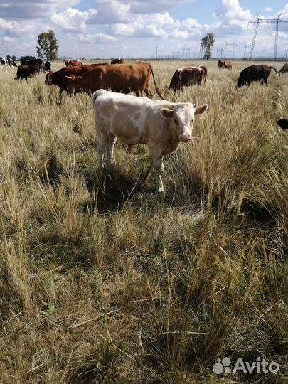 Телята бычки герефорды сементалы