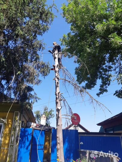 Спил деревьев