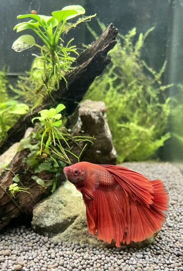 Чистка аквариума (уход и обслуживание)