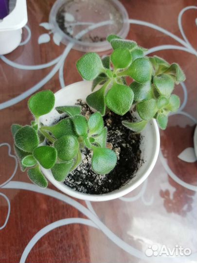 Аихризон - дерево любви