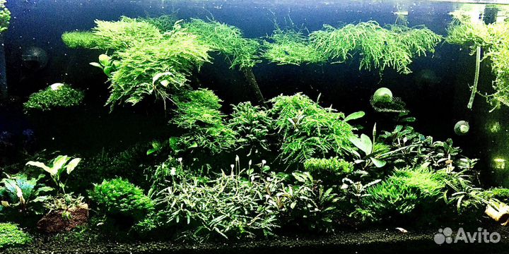 Аквариумные мхи и буцефаландры.Сайдекс