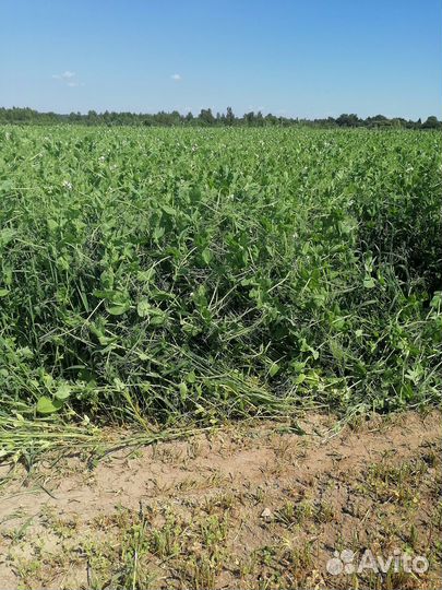 Сенаж в рулонах