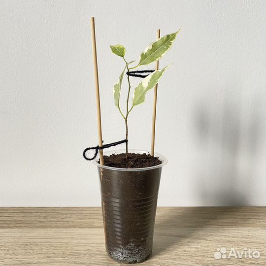 Фикус бенджамина (опт, розн)