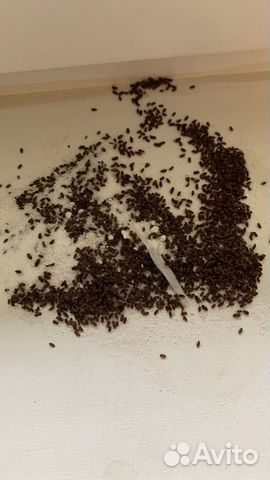 Обработка уничтожение тараканов клопов грызунов объявление продам