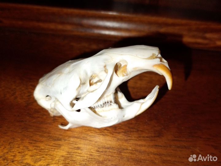 Череп ондатры