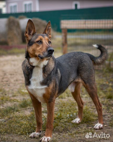 Домашний воспитанный и умный пес ищет семью