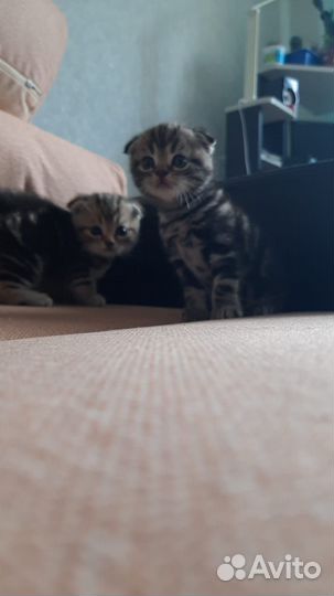 Кошки вислоухие